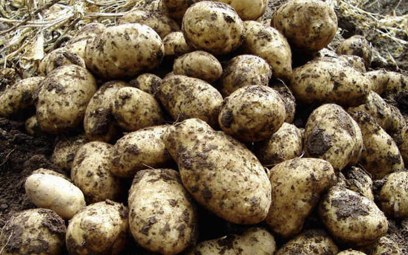 Seed Potatoes - Arran Pilot from Suttons