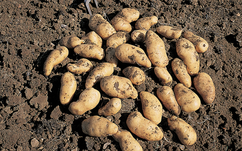 Potato - Belle De Fontenay from Suttons