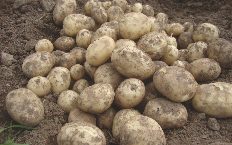 Seed Potatoes - Gemson from Suttons
