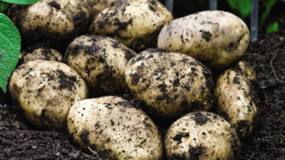 Best expert advice on how to grow potatoes