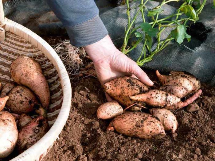 Best sweet potatoes to grow in the UK Suttons Gardening Grow How
