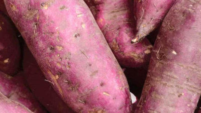 Best sweet potatoes to grow in the UK