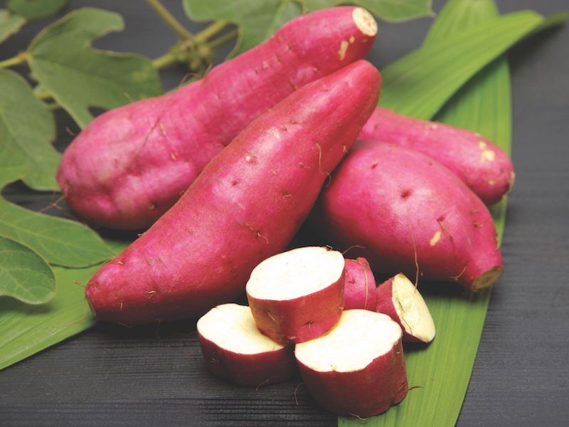 Sweet potato ‘Murasaki’ from Suttons