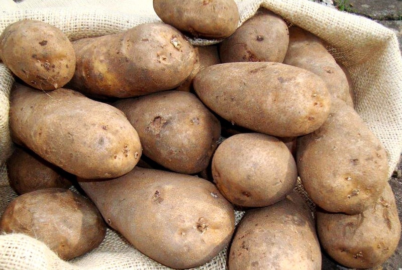 Potato Seed Organic Golden Wonder