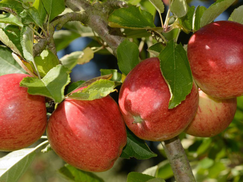 Braeburn apple tree from Suttons