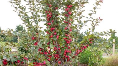 Best expert advice on how to grow fruit trees