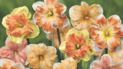How to grow daffodils