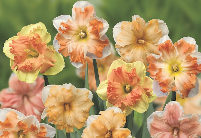 Collection of split cup daffodils