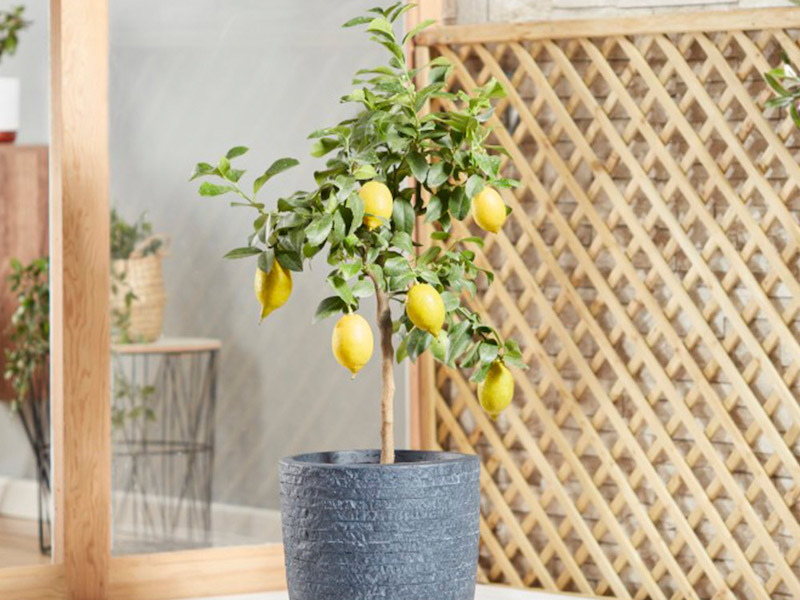 Lemon ‘Eureka’ Citrus Tree from Suttons