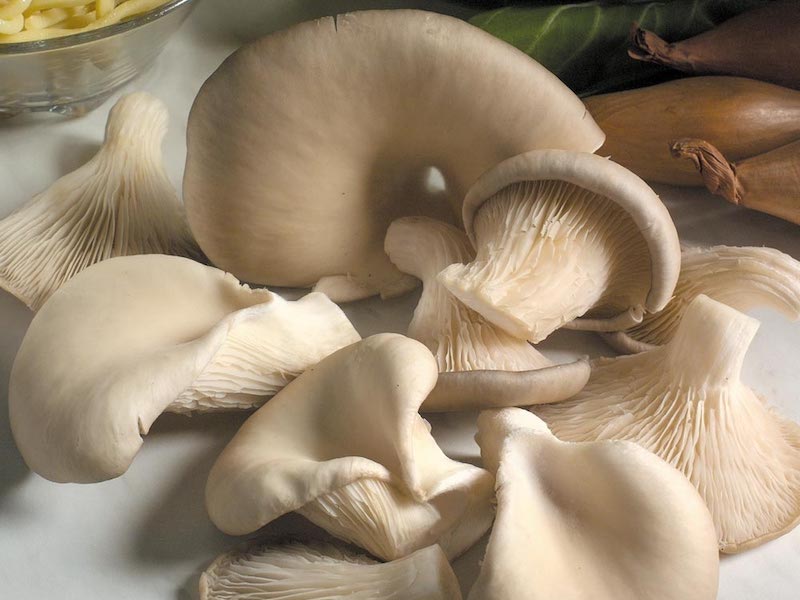 Oyster Mushroom Plugs from Suttons
