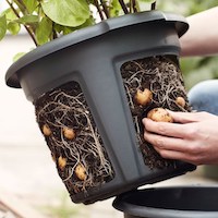 potato growing container