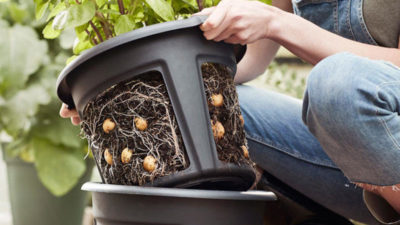 How to grow potatoes in pots and containers
