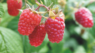 How to grow summer-fruiting (floricane) raspberries