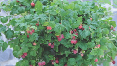 How to grow autumn-fruiting (primocane) raspberries
