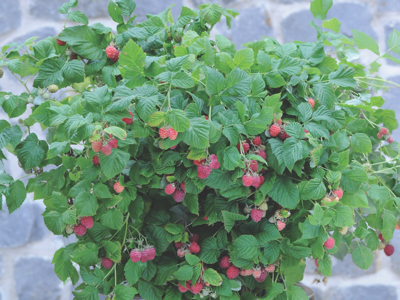 Raspberry ‘Ruby Beauty’ from Suttons