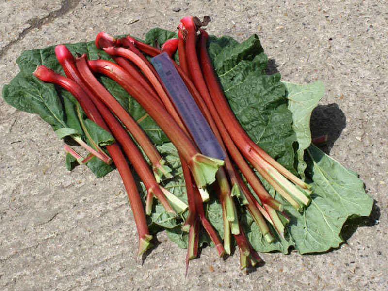 Rhubarb crowns ‘Fulton Strawberry Surprise’ from Suttons