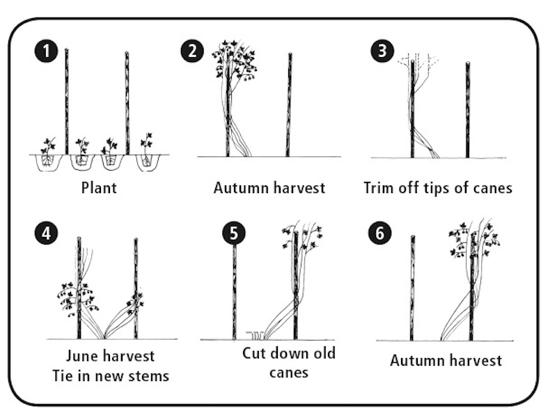 Diagram showing how to train and prune raspberries