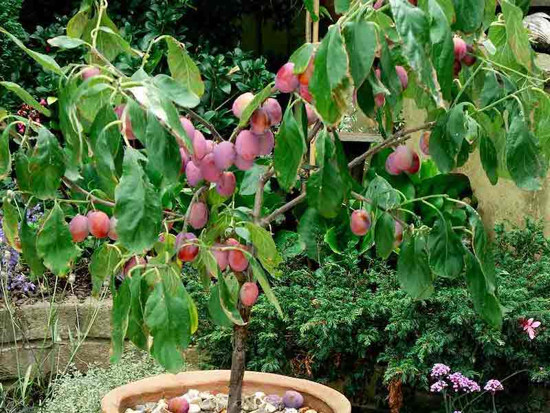 Victoria plum tree from Suttons