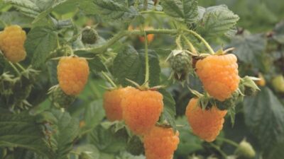How to grow autumn-fruiting (primocane) raspberries
