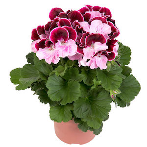 Geranium 'Elegance Jeanette' from Suttons