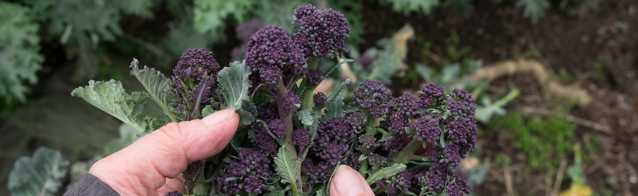 Broccoli (Organic) Seeds - Purple Sprouting Early from Suttons
