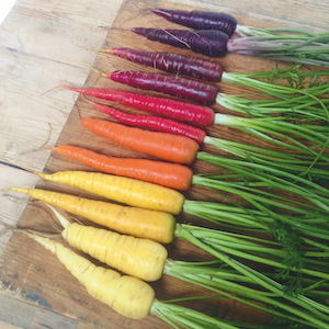 Carrot Seeds - Rainbow Mix from Suttons