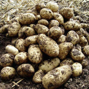 Seed Potatoes - Arran Pilot - In your garden in June