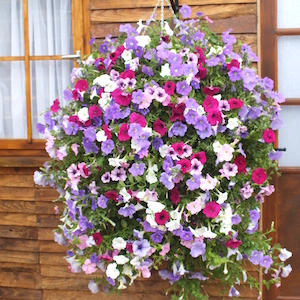 Petunia Surfinia Collection Pre-Planted Baskets - In your garden July