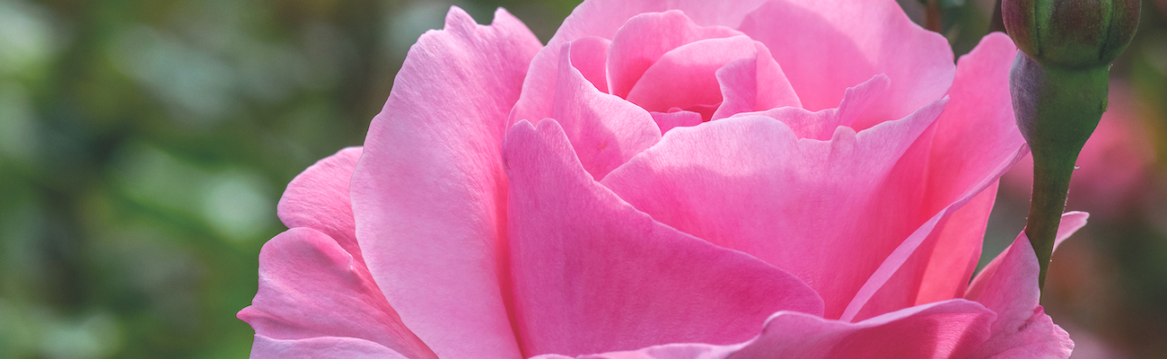 Rose - Queen Elizabeth - In your garden July