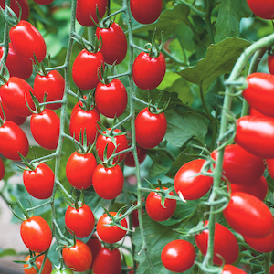 Grafted Tomato Plants - F1 Aviditas - In your garden July