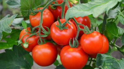 Best expert advice on how to grow tomatoes