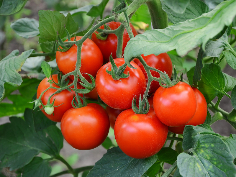 Tomato Seeds - F1 Fantasio from Suttons