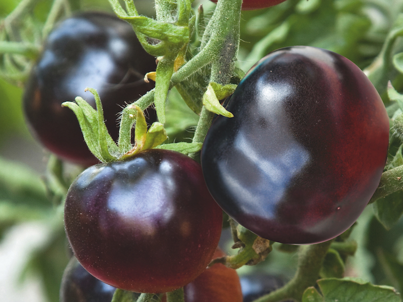 Grafted Tomato Plant - The Black Tomato ‘Indigo Rose’ from Suttons