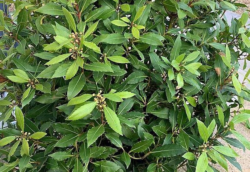Bay ‘Laurus nobilis’ hedging from Suttons