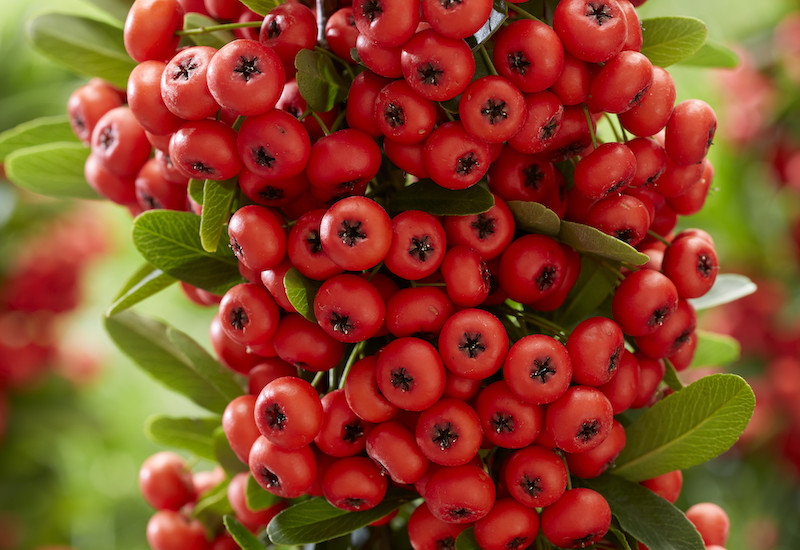 Pyracantha coccinea Plant ‘Red Star’ from Suttons