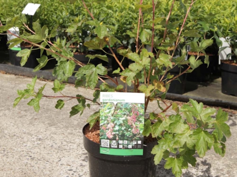 Ribes gordonianum hedging plant from Suttons