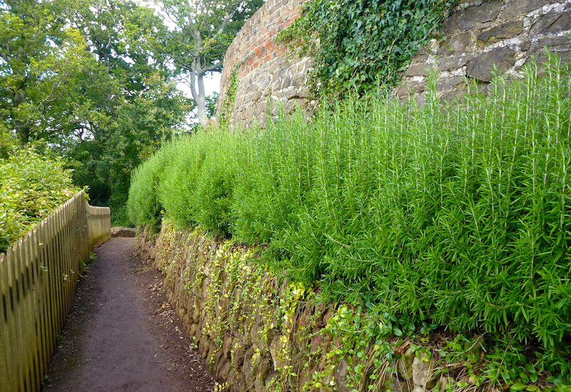 Rosemary hedging against a wall