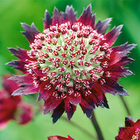 Astrantia Major Moulin Rouge from Suttons