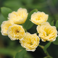Rosa Banksia Lutea