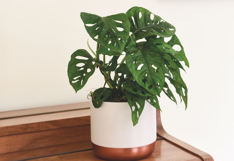 Monstera Monkey Leaf Swiss Cheese Houseplant from Suttons