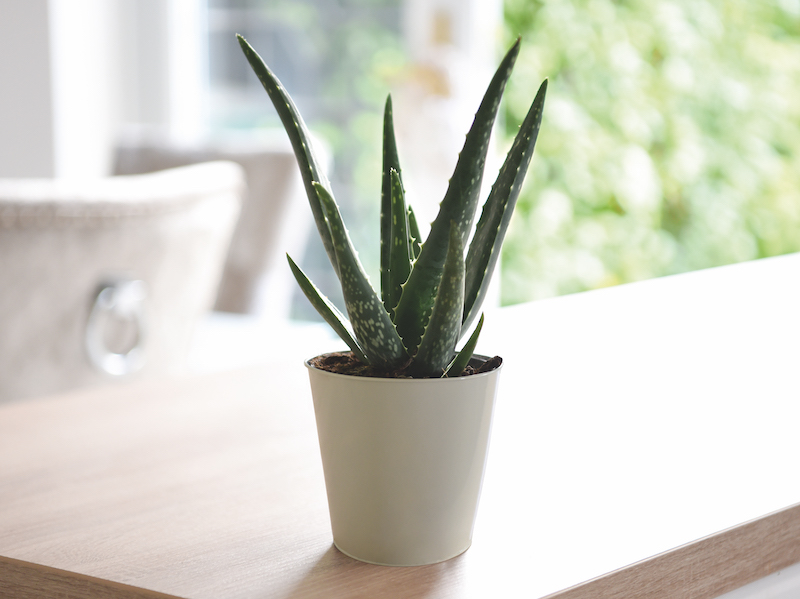 Aloe Vera from Suttons