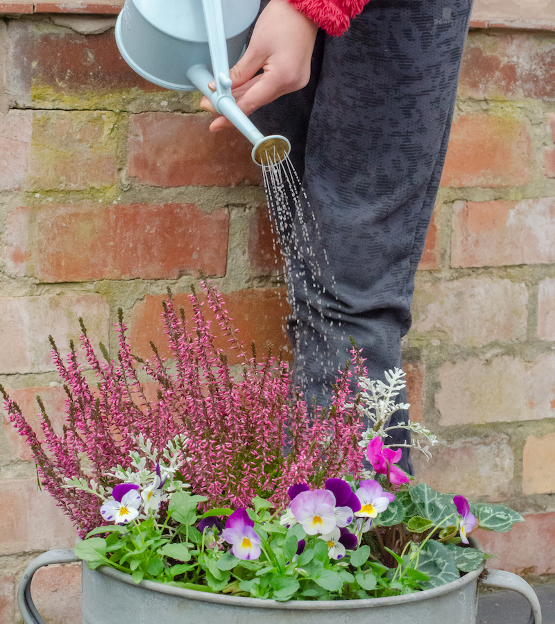 Watering winter bedding plants container