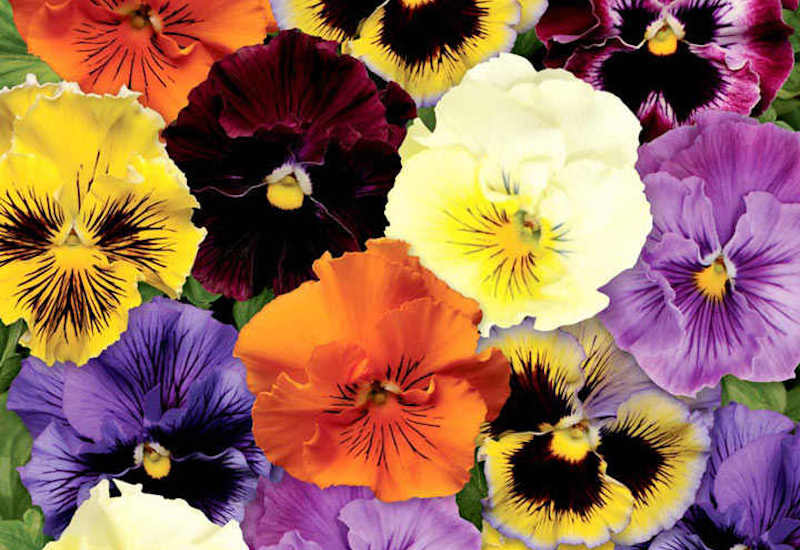 Pansy Plants - Frizzle Sizzle from Suttons