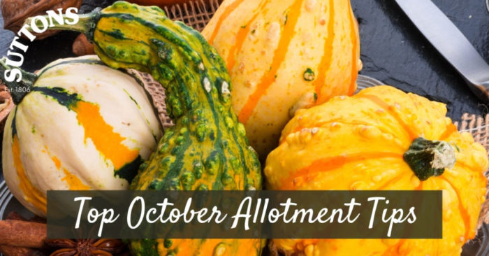 October-Allotment-Tips.jpg
