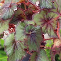 Suttons Begonia Curly Fireflush