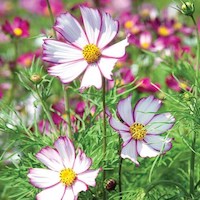 Suttons Cosmos Tip Top Picotee