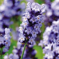 Suttons Lavender Hidcote Blue