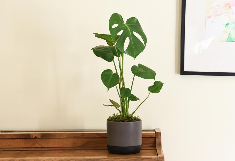 Monstera deliciosa houseplant