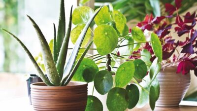 Best expert advice on how to grow houseplants Best expert advice on how to grow houseplants