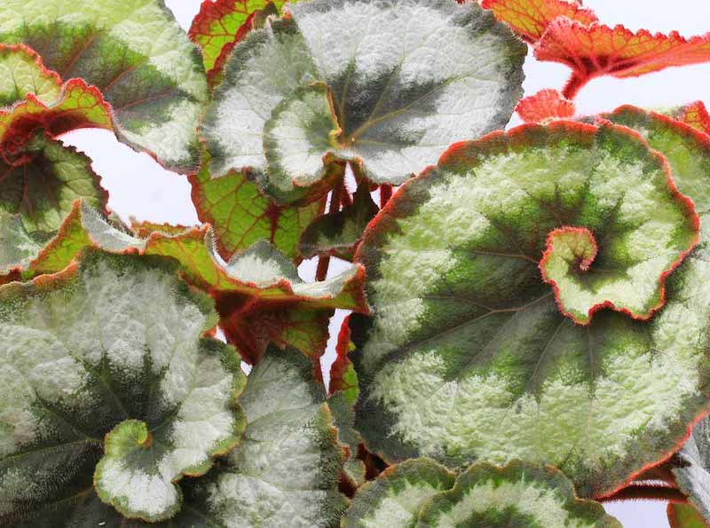 Begonia ‘Escargot’ from Suttons